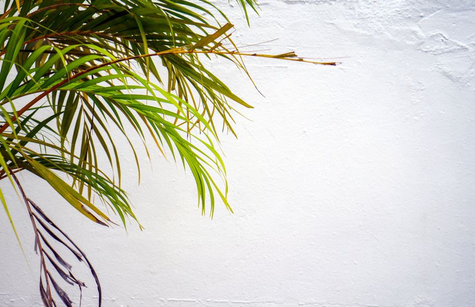 Tropische planten in woonkamer geven vakantiegevoel.