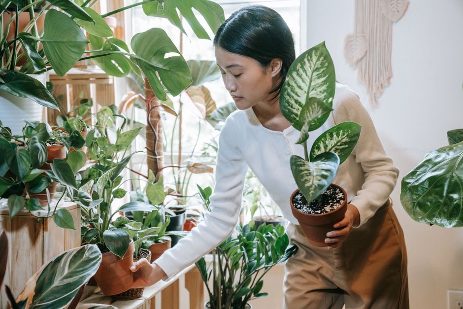 Kleine plantenruimte met diverse luchtzuiveraars. Kleine plantenruimte met diverse luchtzuiveraars.
