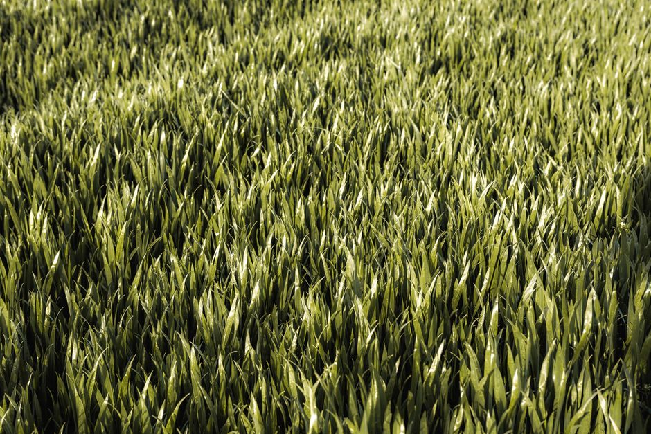 Groene eco-gazon zonder onderhoud in zonlicht. Groene eco-gazon zonder onderhoud in zonlicht.