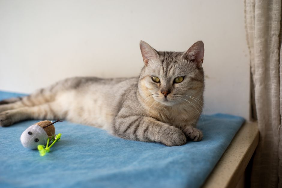 Speelse kat naast een fontein in woonkamer. Speelse kat naast een fontein in woonkamer.