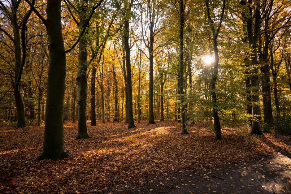 Groene gordijnen in zonnige herfstwoonkamer. Groene gordijnen in zonnige herfstwoonkamer.