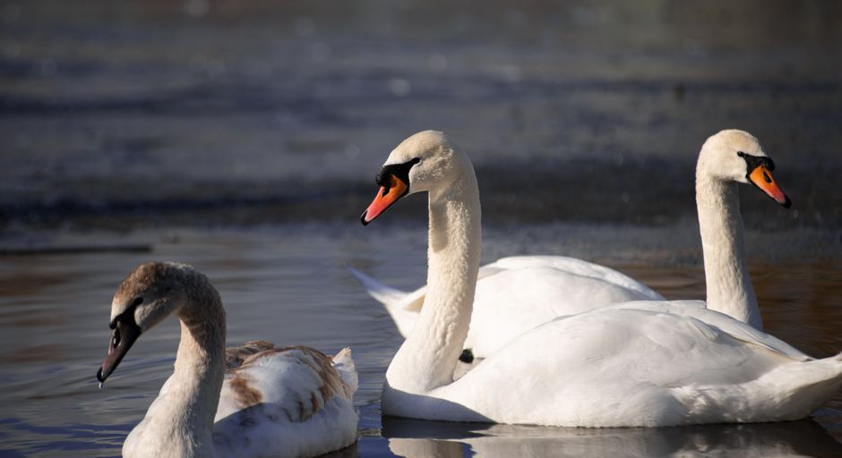 Twee witte zwanen in rustig meerlandschap. Twee witte zwanen in rustig meerlandschap.