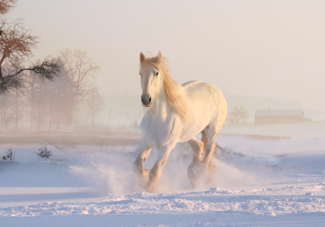 Klassiek paard portret tegen warme herfstachtergrond. Klassiek paard portret tegen warme herfstachtergrond.